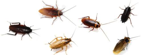 kalorifer-bocegi-ilaclama